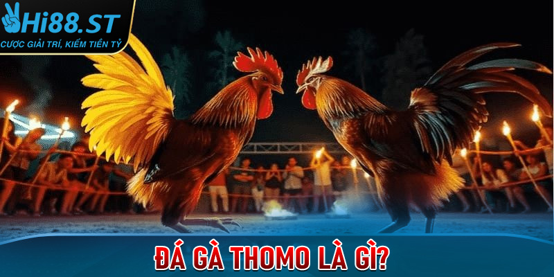 Đá gà thomo là gì?