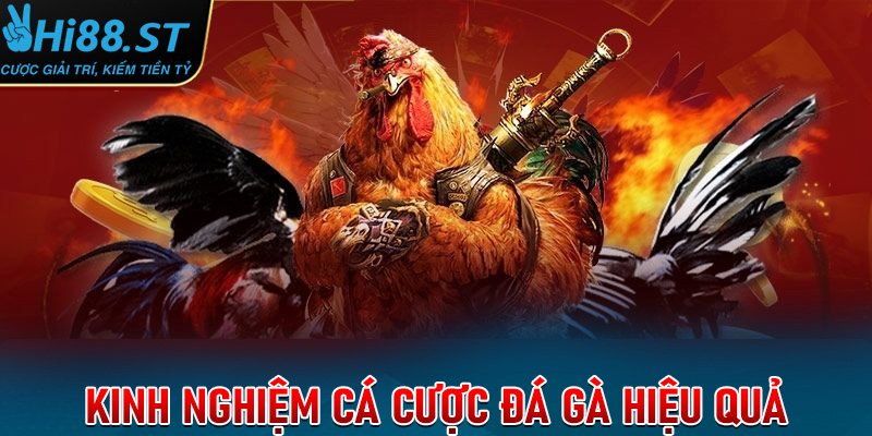 Kinh nghiệm đặt cược gà chọi chính xác