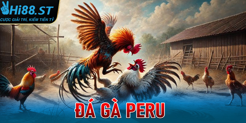 Đá gà peru
